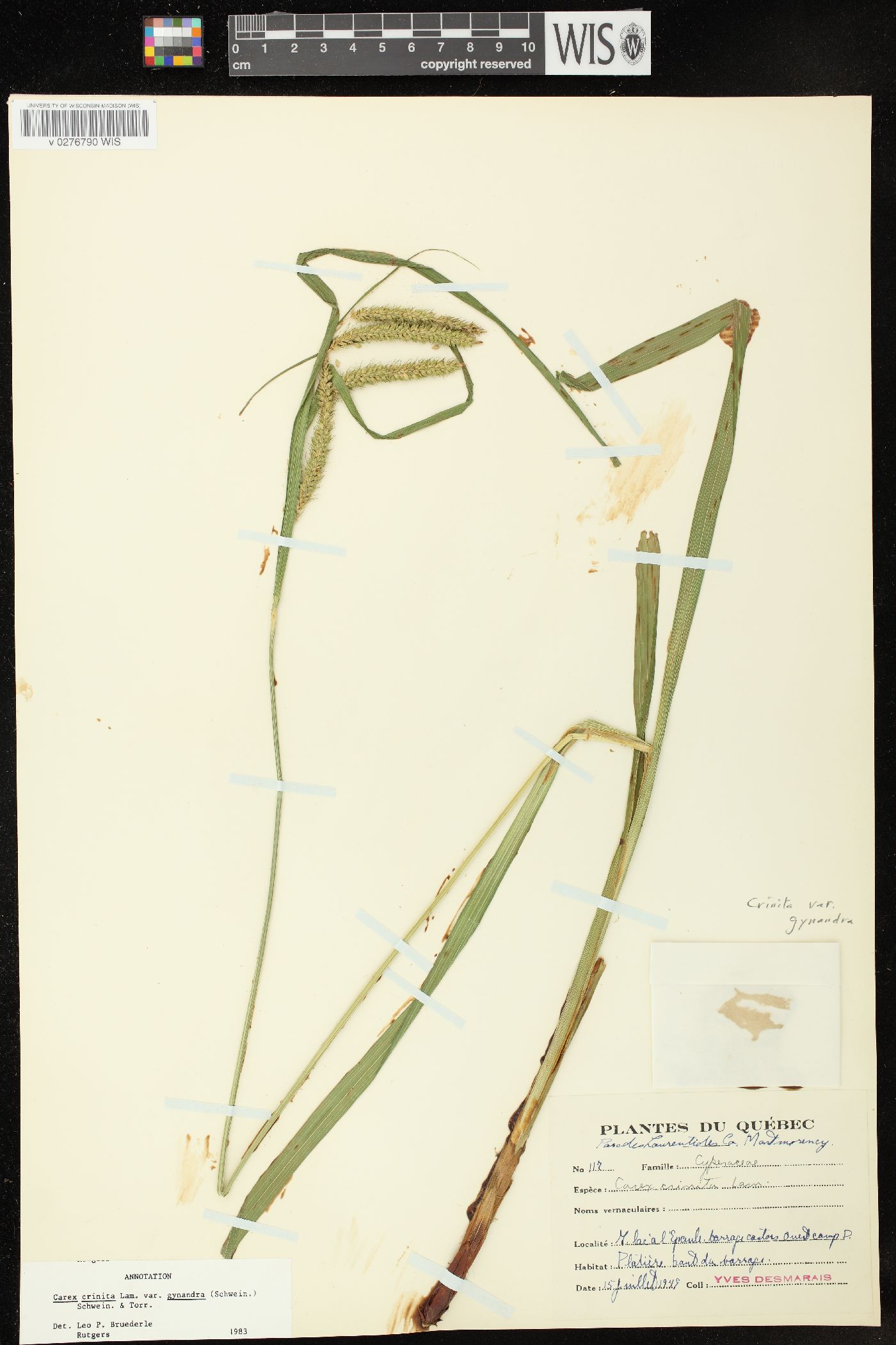 Carex gynandra image