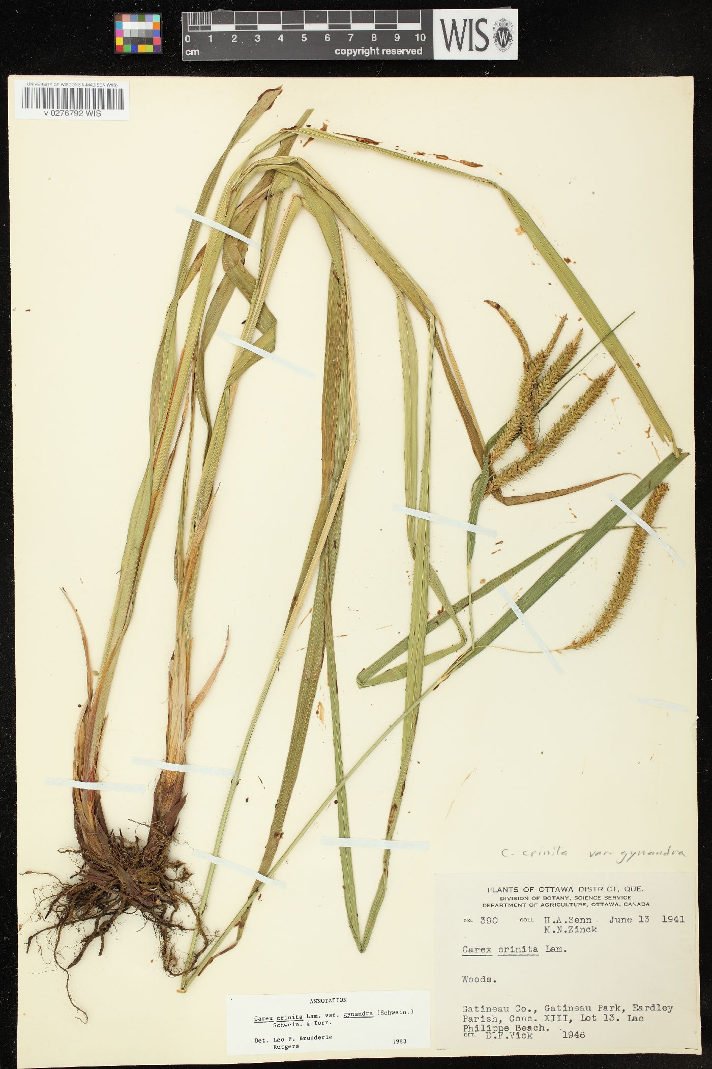 Carex gynandra image