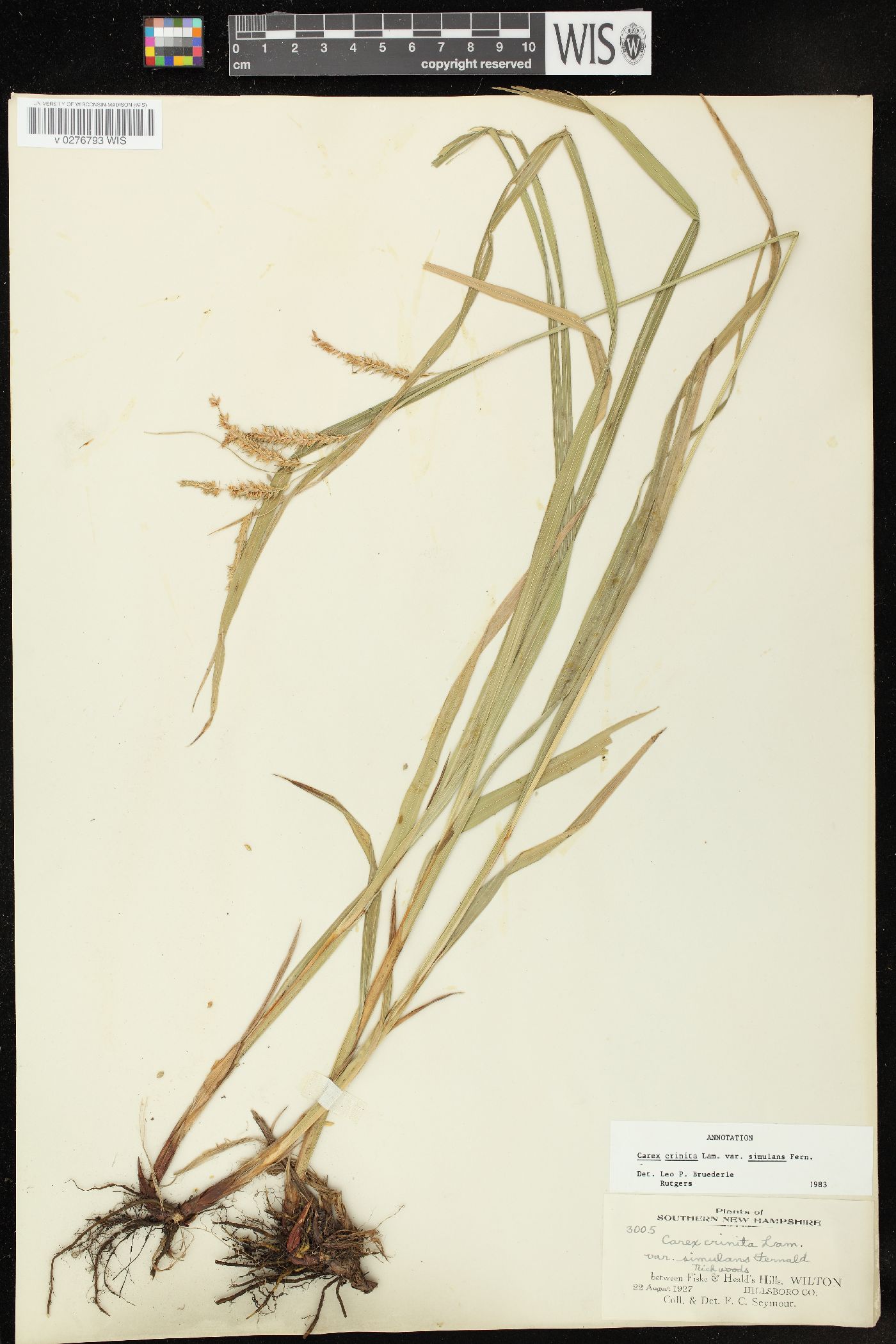 Carex crinita var. simulans image