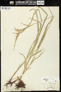 Carex crinita var. simulans image