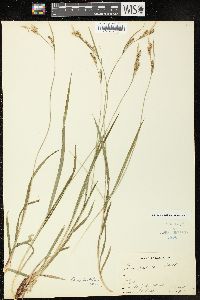 Carex hirtifolia image