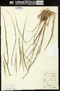 Carex hitchcockiana image