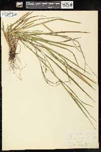 Carex hitchcockiana image