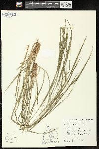 Carex hitchcockiana image