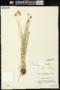 Carex hoodii image