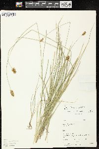 Carex hoodii image