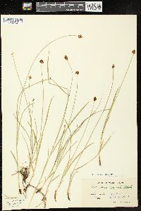 Carex hoodii image