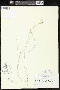 Image of Carex hookerana