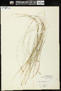 Image of Carex hookeriana