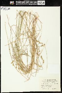 Image of Carex hormathodes