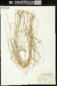 Carex hormathodes image