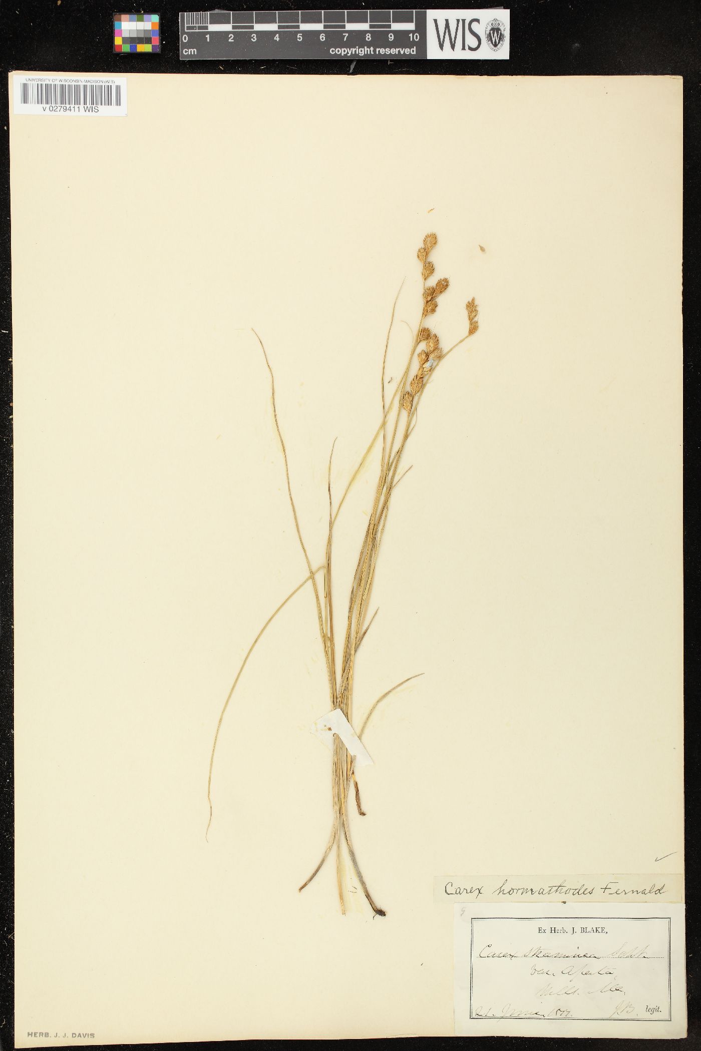 Carex hormathodes image