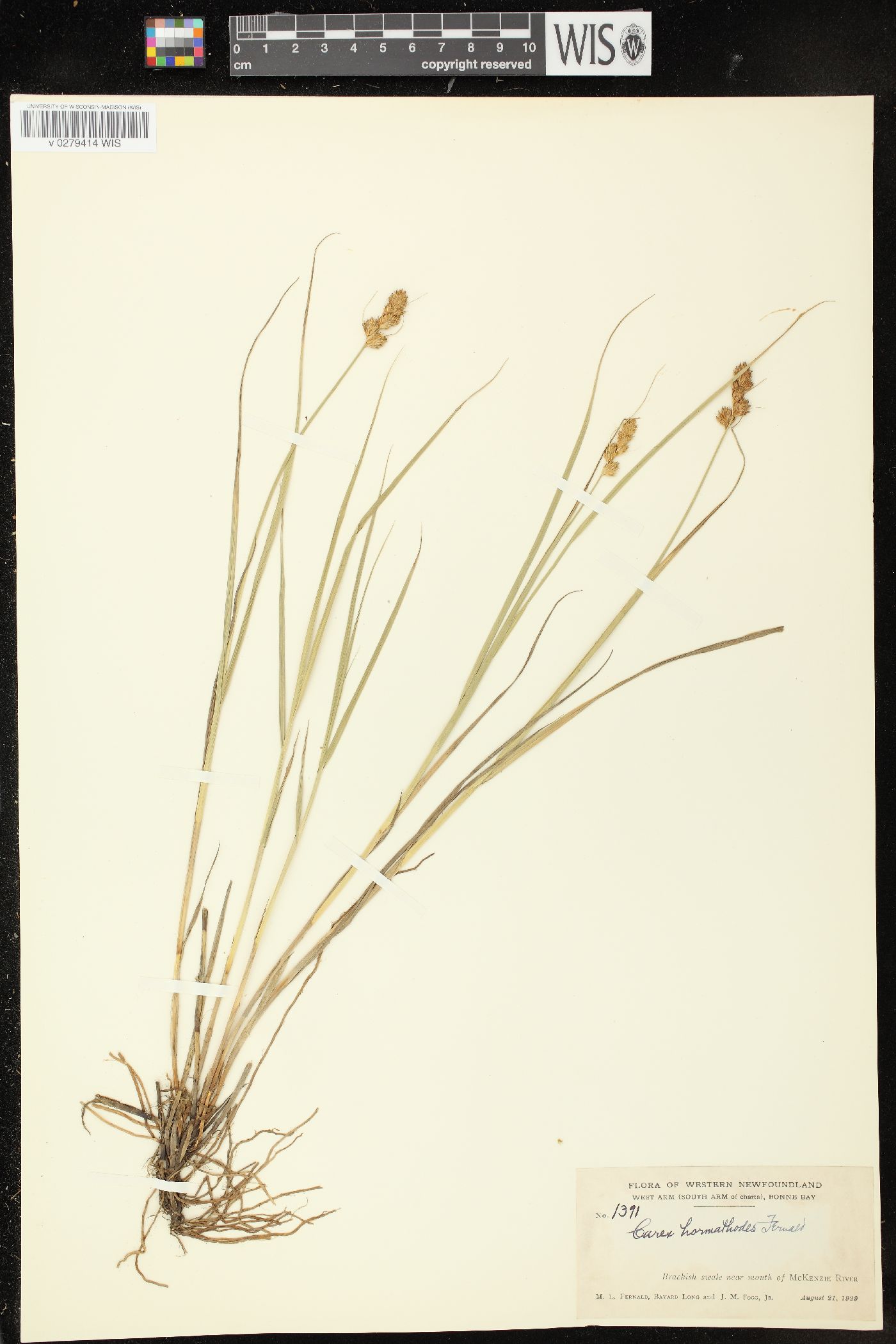 Carex hormathodes image