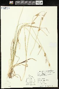 Carex hostiana image