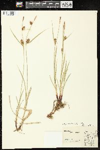 Carex houghtoniana image