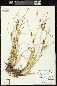 Carex houghtonii image