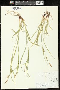 Carex houghtoniana image