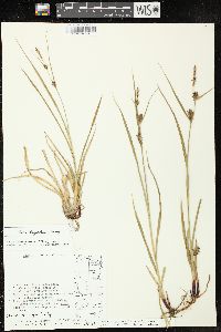 Carex houghtonii image