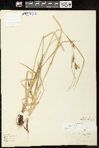 Carex houghtonii image