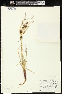 Carex houghtonii image