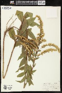 Solidago elliottii image