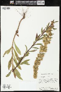 Solidago puberula image