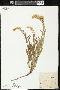 Solidago velutina image