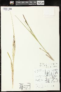 Carex rostrata image