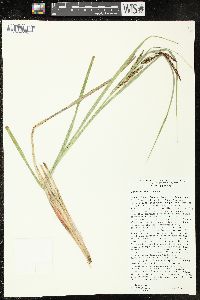 Carex rostrata image