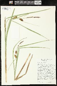 Carex rostrata image