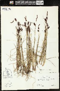 Carex rotundata image