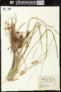 Carex rostrata image