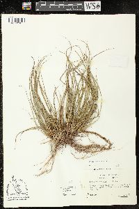 Carex tonsa var. rugosperma image