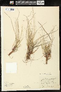 Carex tonsa image