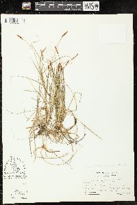 Image of Carex drummondiana