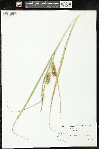 Carex rostrata image