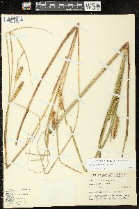 Carex rostrata image