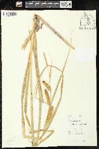 Carex rostrata image