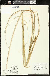 Carex rostrata image