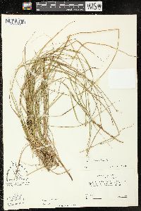 Carex ruthii image