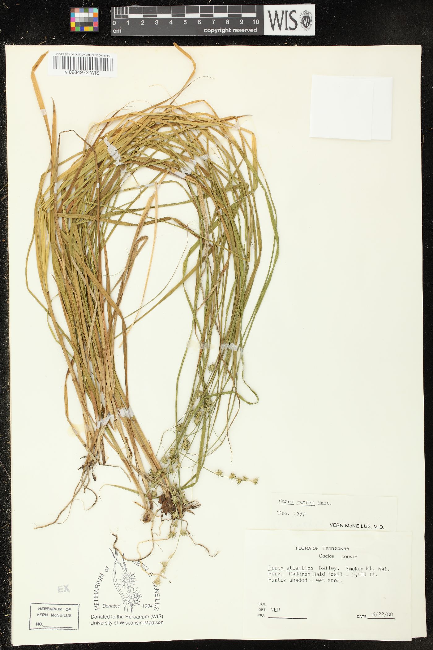 Carex ruthii image