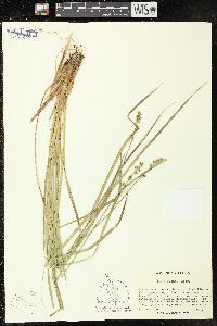 Carex ruthii image