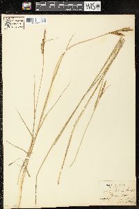 Carex salina image