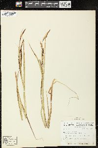 Carex recta image