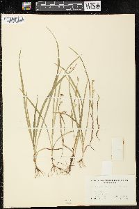 Image of Carex vaginata