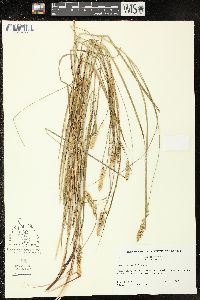 Carex sartwellii image