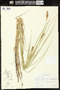 Carex sartwellii image