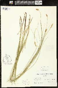 Carex sartwellii image