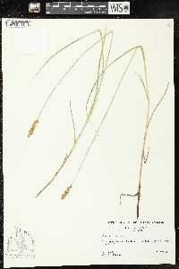 Carex sartwellii image