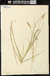 Carex sartwellii image